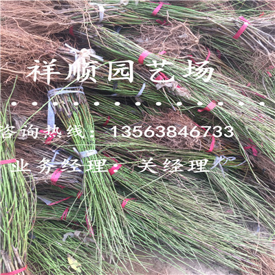 哪里有賣桃樹原生苗一年結(jié)幾次果