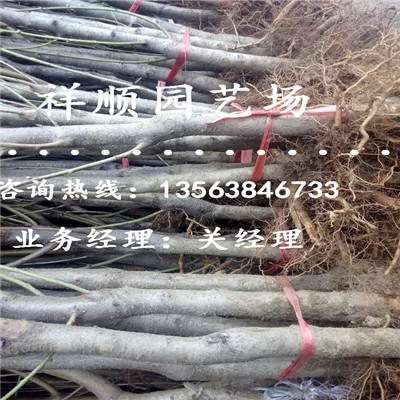 怎么挑選桃樹實(shí)生苗怎么產(chǎn)量高