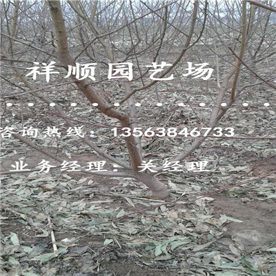 怎么選擇桃樹原生苗收益