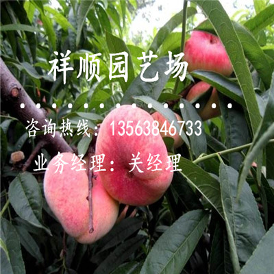 怎么挑選桃樹實(shí)生苗怎么產(chǎn)量高