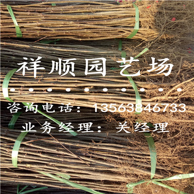 花椒苗购销合同范本_吉林|新闻