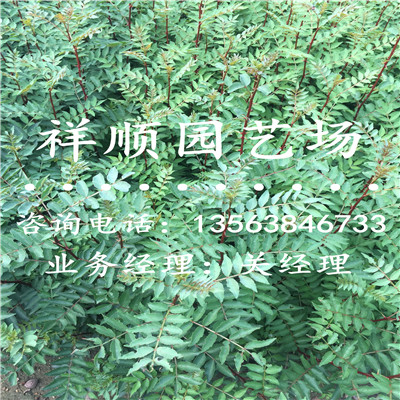 无刺花椒苗基地_鞍山|新闻