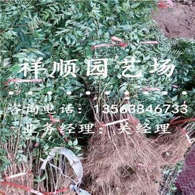 花椒苗出售_神农架|新闻