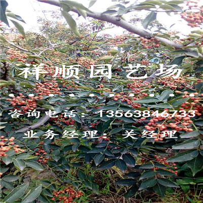 花椒苗怎么种植_济南|新闻