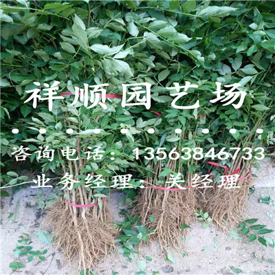 花椒苗出售_神农架|新闻