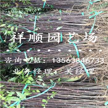 花椒苗批發(fā)采購_銀川新聞