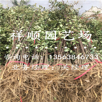 无刺花椒苗价格_张掖新闻