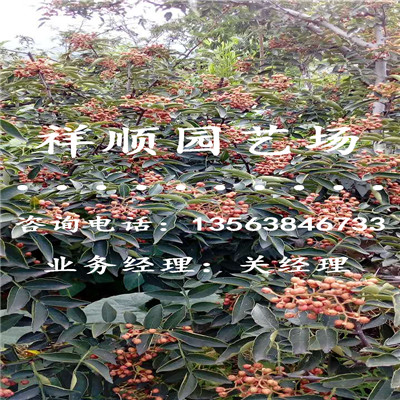 无刺花椒苗售价是多少_龙岩|新闻