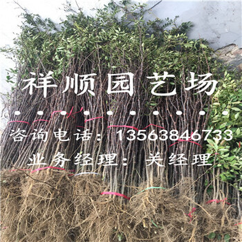 无刺花椒苗售价是多少_宣武新闻