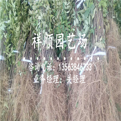 花椒苗用什么肥比_荆门|新闻