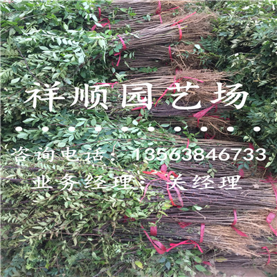 无刺大红袍花椒苗价格_潼南|新闻