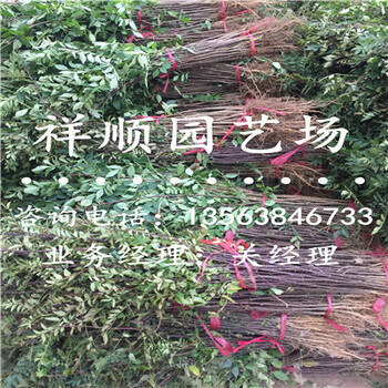 無刺花椒苗價(jià)格_紹興新聞