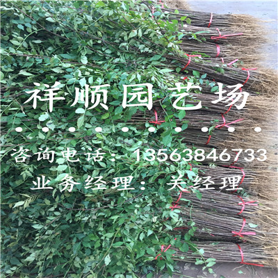 花椒苗哪家好_沙坪坝|新闻