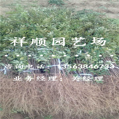 花椒苗品种_玉林|新闻