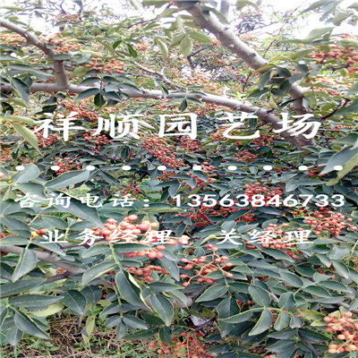 花椒苗购销合同范本_达州|新闻