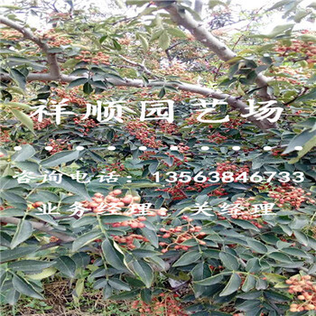 花椒苗种植技术_大理新闻