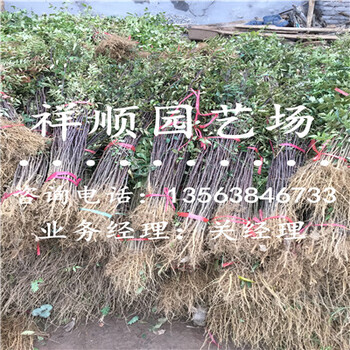 大红袍花椒苗价格_潜江新闻