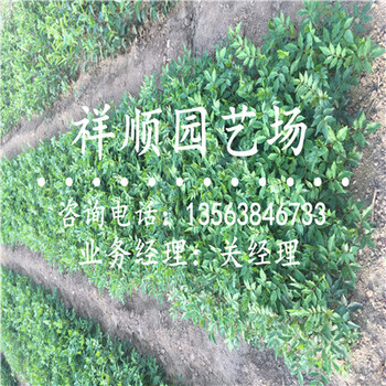 花椒苗_大同新闻