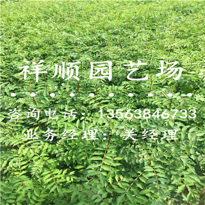 大红袍花椒苗批发_哈尔滨|新闻