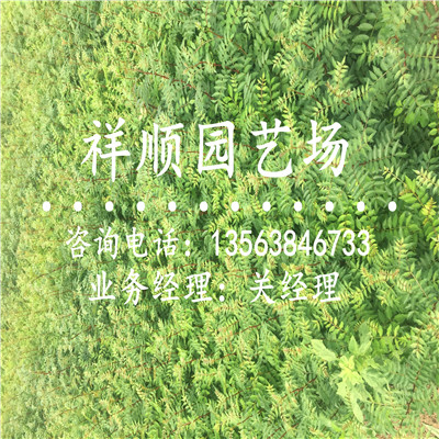 花椒苗价格_呼伦贝尔|新闻