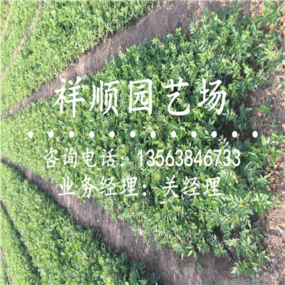 花椒苗培育技术_永州|新闻