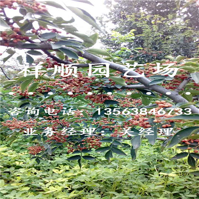 花椒苗购销合同_桐城|新闻