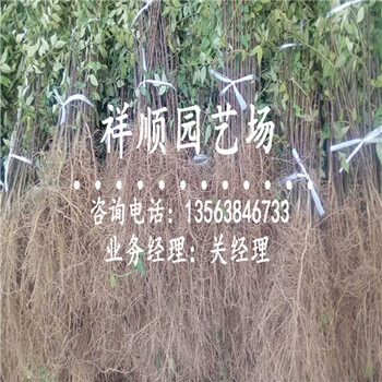 花椒苗批发市场_西城新闻