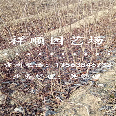 花椒苗怎么培育_大兴安岭|新闻