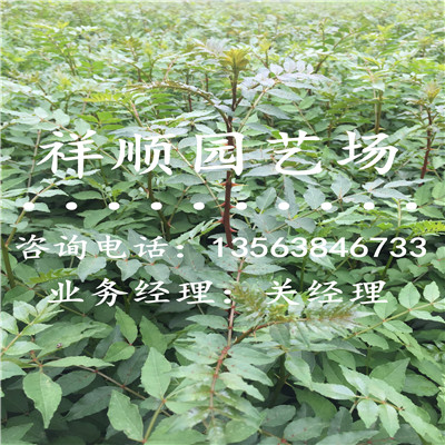 花椒苗怎么种植_舟山|新闻