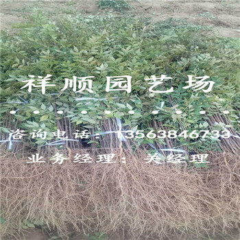 花椒苗基地_平顶山新闻