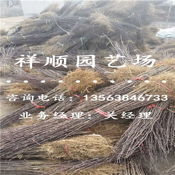 大紅袍花椒苗價(jià)格_德陽(yáng)新聞