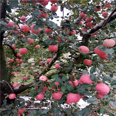 美八苹果苗简介、美八苹果苗可以做采摘园吗