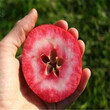 明月苹果苗品种介绍、明月苹果苗价格行情图片