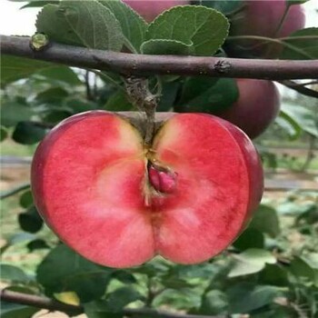 美八蘋果苗品種介紹、美八蘋果苗怎么種