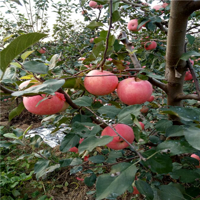 金冠苹果苗批发什么价格、金冠苹果苗主要种植产区