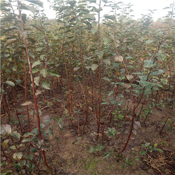 美國8號蘋果苗一棵多少錢、美國8號蘋果苗怎么種
