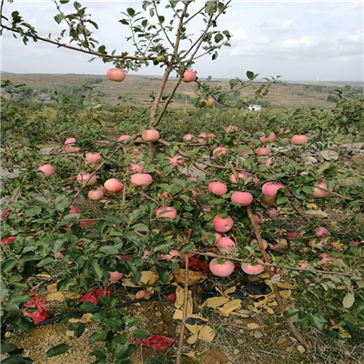 红色之爱苹果苗一亩地种多少棵、红色之爱苹果苗卖价多少钱一棵