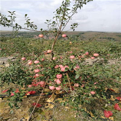 红色之爱苹果苗供应厂家、红色之爱苹果苗卖价多少钱一棵