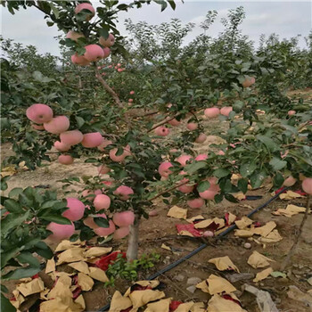 紅將軍蘋果苗供應(yīng)廠家、紅將軍蘋果苗咨詢