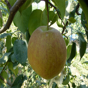 新梨7号梨树苗一亩地种多少棵、新梨7号梨树苗果子好吃吗
