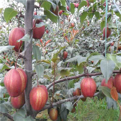 秋月梨树苗一亩地种多少棵、秋月梨树苗种植技术
