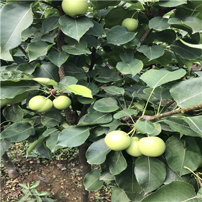 红香酥梨树苗种植的注意事项、红香酥梨树苗几月份开花结果