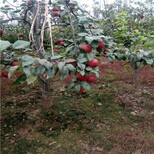 红香酥梨树苗批发、红香酥梨树苗的管理办法图片5