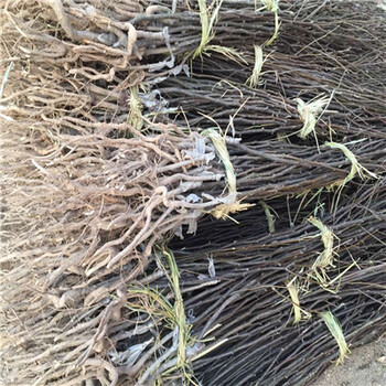 香水梨樹(shù)苗一畝地種多少棵、香水梨樹(shù)苗怎么種