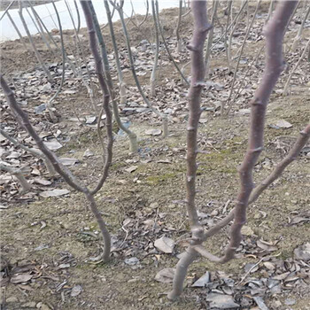 3公分占地梨樹(shù)苗出售、3公分占地梨樹(shù)苗圖片