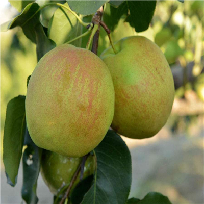 新梨7号梨树苗一亩地种多少棵、新梨7号梨树苗果子好吃吗