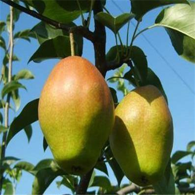 3公分梨树苗一亩地种多少棵、3公分梨树苗哪里有