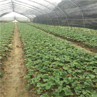 新品种温室草莓苗集中种植产区
