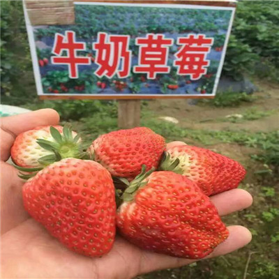 求购牛奶草莓苗基地
