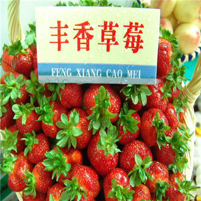 哪里有卖章姬草莓苗价格低